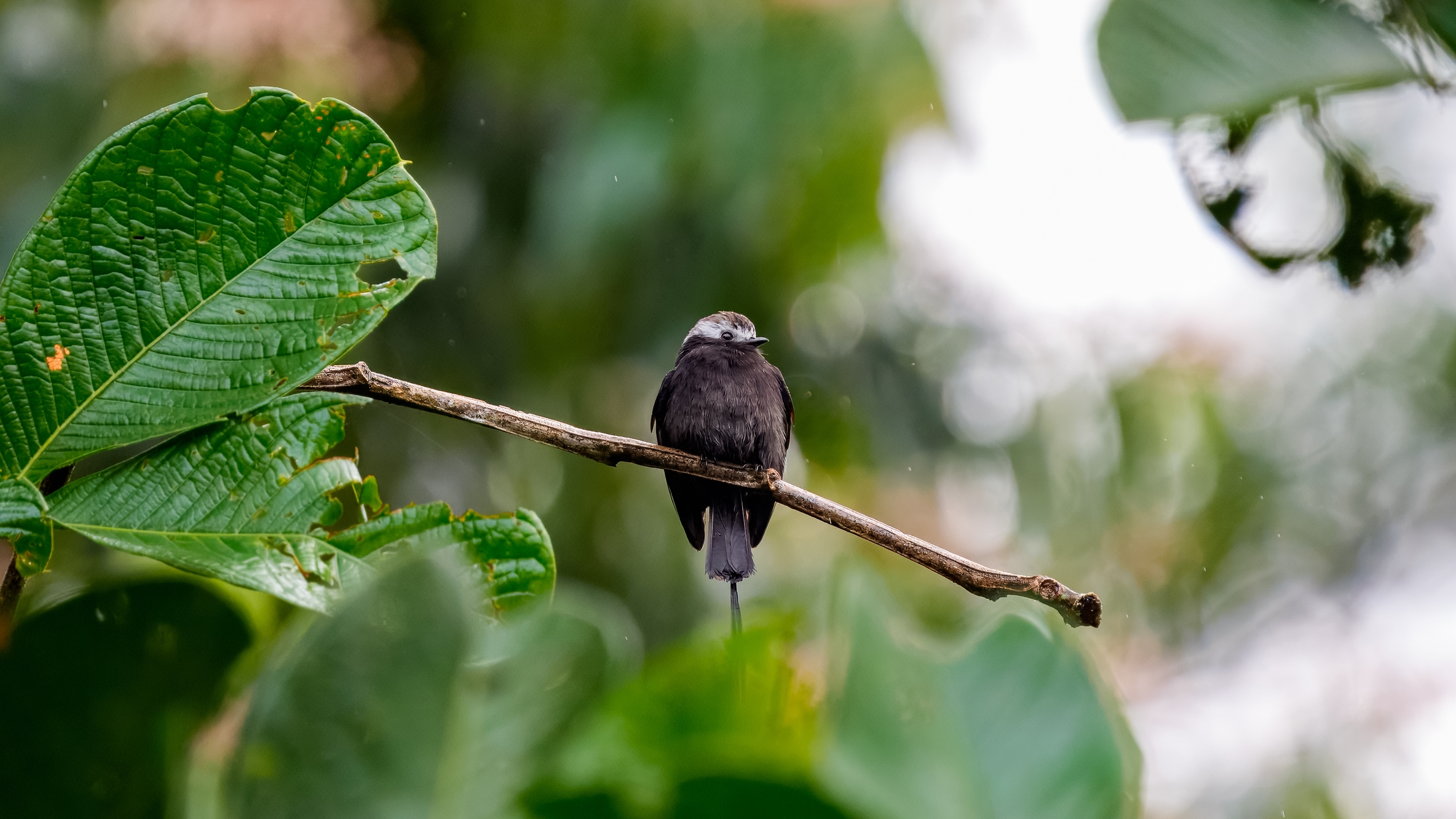 Aus dem Englischen übersetzt-Der langschwänzige Tyrann ist eine Vogelart aus der Familie der Tyrannidae, dem einzigen Mitglied der Gattung Colonia. Es kommt in Argentinien, Bolivien, Brasilien, Kolumbien, Costa Rica, Ecuador, Französisch-Guayana, Guyana, Honduras, Nicaragua, Panama, Paraguay, Peru, Suriname und Venezuela vor.